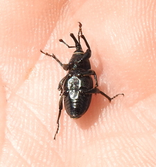 Sphenophorus striatopunctatus