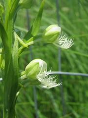 Platanthera leucophaea