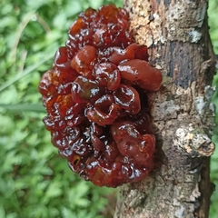 Tremella wrightii