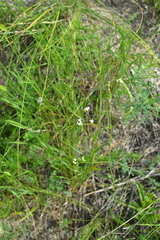Galium octonarium