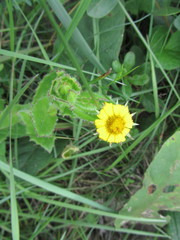 Osteospermum grandidentatum