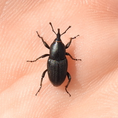 Sphenophorus striatopunctatus