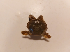 Liocarcinus depurator