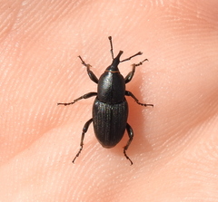 Sphenophorus striatopunctatus