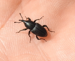 Sphenophorus striatopunctatus