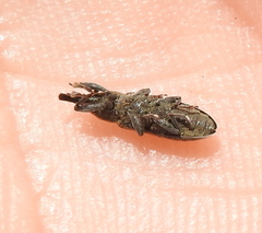 Lixus filiformis