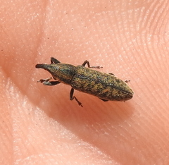 Lixus filiformis