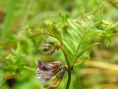 Hadrobremia longiventris