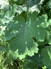 Macleaya