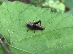Tettigidea lateralis
