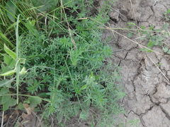 Galium humifusum