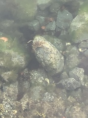 Telmessus cheiragonus