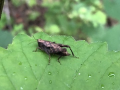 Tettigidea lateralis