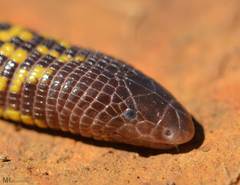 Checkerboard Worm Lizard photo 2