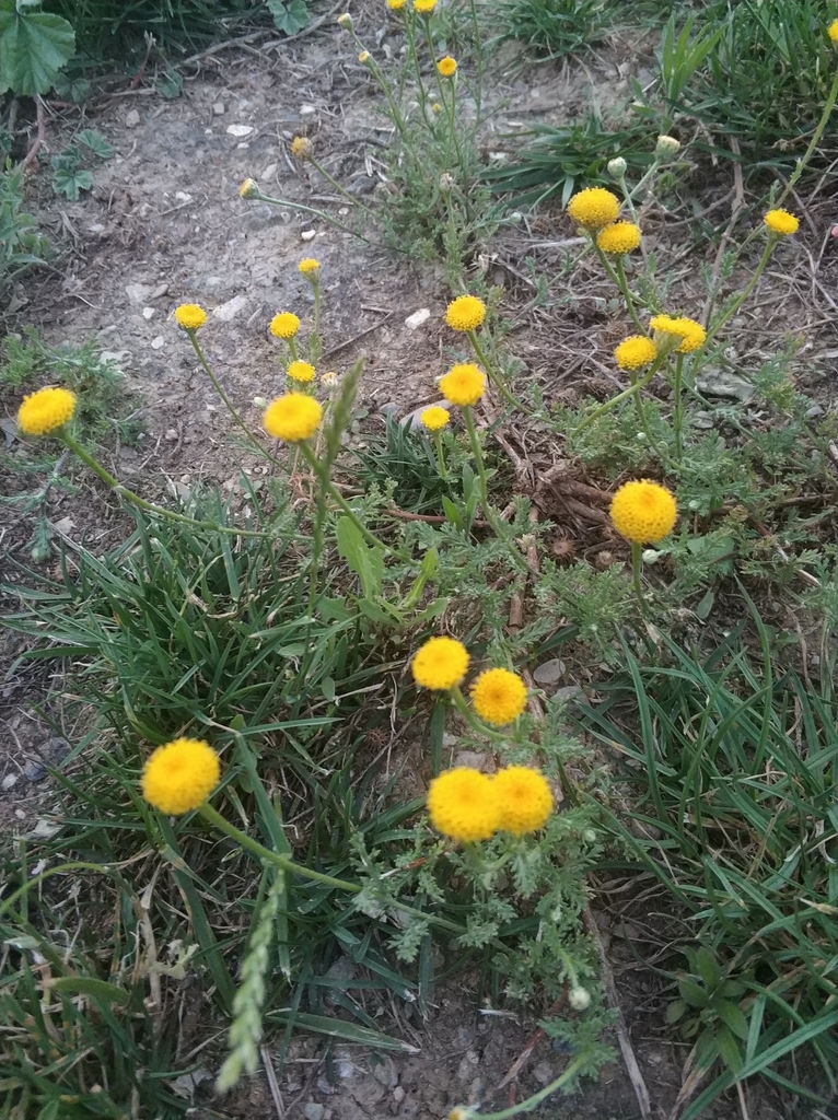 Santolina chamaecyparissus, Avda. Dr. Marañón (Conde de Ferrería), 29009 Málaga, España