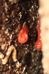 Cnemidocarpa finmarkiensis