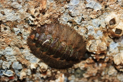 Mopalia swanii