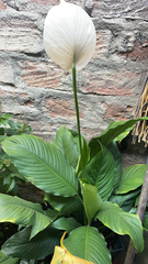 Spathiphyllum wallisii