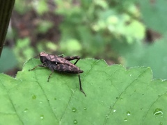 Tettigidea lateralis