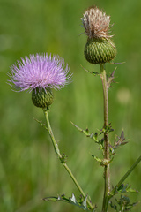 Cirsium engelmannii