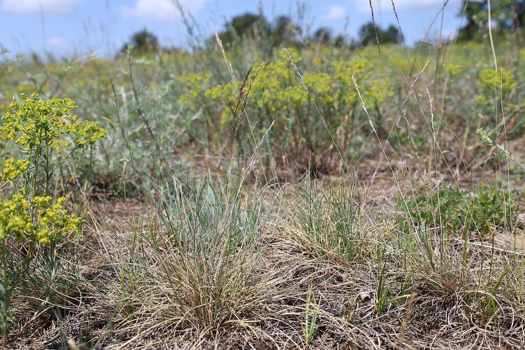 Festuca vaginata
