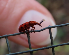 Eupanteos ornatus