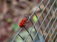 Eupanteos ornatus