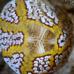 Botrylloides magnicoecus