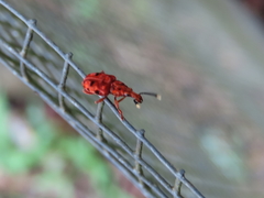 Eupanteos ornatus