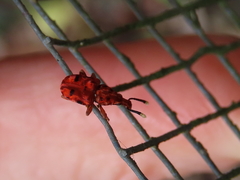 Eupanteos ornatus