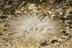 Doryteuthis opalescens