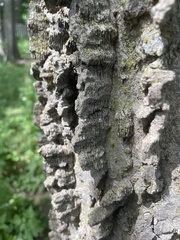 Celtis occidentalis