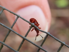 Eupanteos ornatus