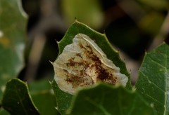 Phyllonorycter belotella