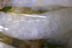 Doryteuthis opalescens