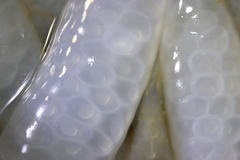 Doryteuthis opalescens