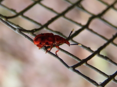 Eupanteos ornatus