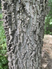 Celtis occidentalis