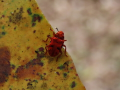 Eupanteos ornatus
