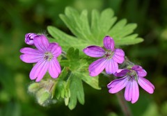 Geranium molle