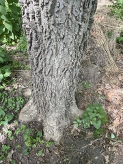 Celtis occidentalis