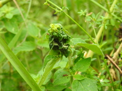 Aphis origani