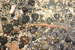 Glyceridae