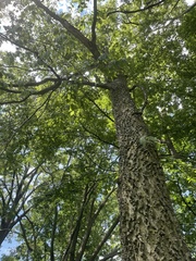 Celtis occidentalis
