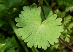 Geranium molle
