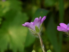 Geranium molle