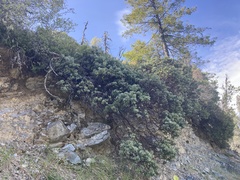 Arctostaphylos nortensis