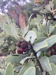 Arctostaphylos nortensis