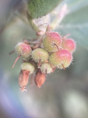 Arctostaphylos nortensis