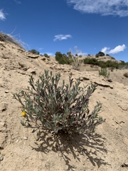 Xanthisma grindelioides grindelioides